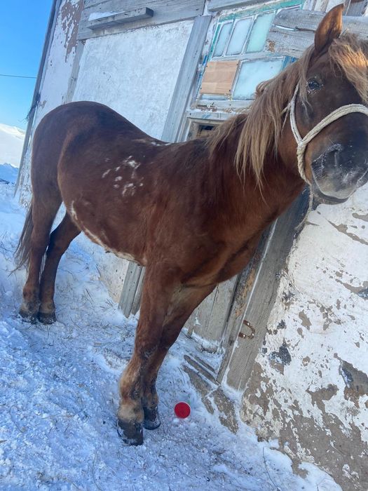 Сумма , перевод,