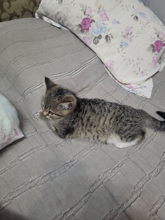 Продается котенок