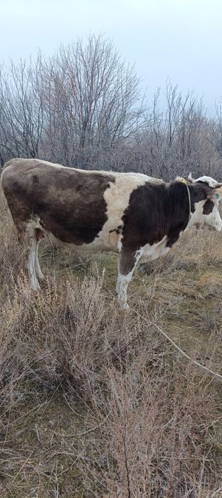 Ту сиырлар (коровы)