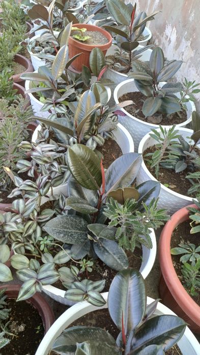 Manzarali gullar
