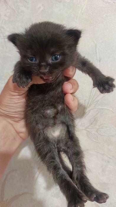 Котята, бесполезно в Актау (мысык )