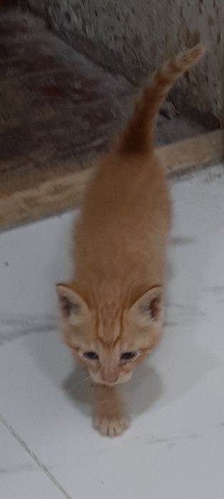 Отдаются котята даром