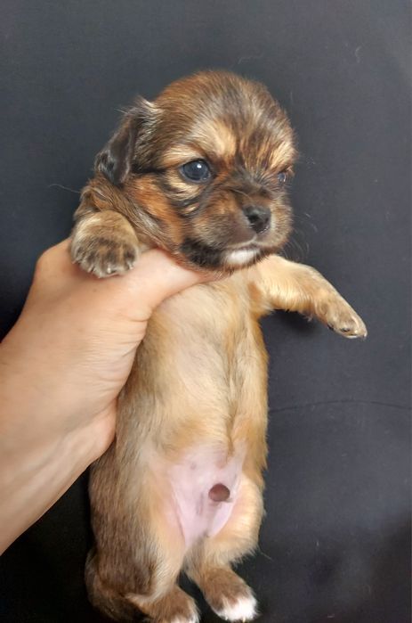 Продаю щенка чихуахуа