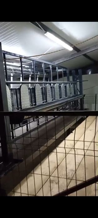 Stand de muls oi sau capre cu ieșire rapidă