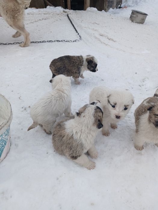 Продам красивых щенят