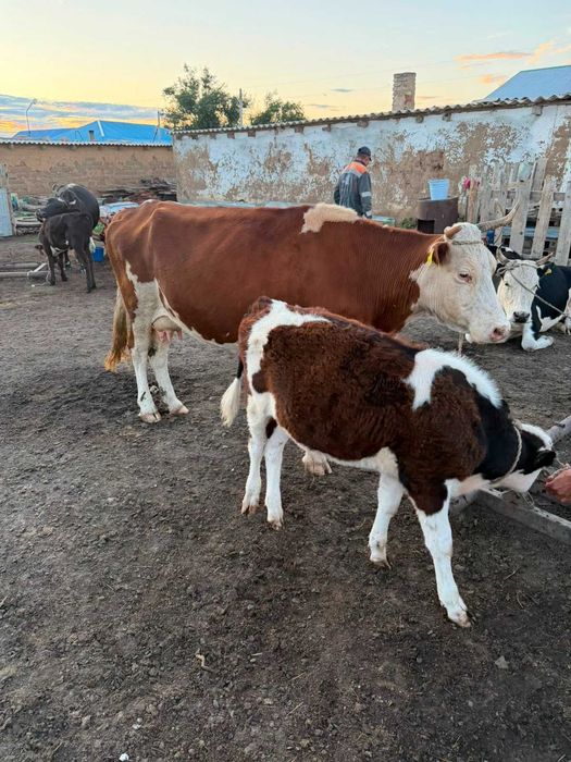 Продам коровы, сиырлар сатылады