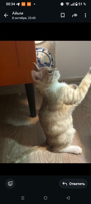 Рыжий котенок девочка