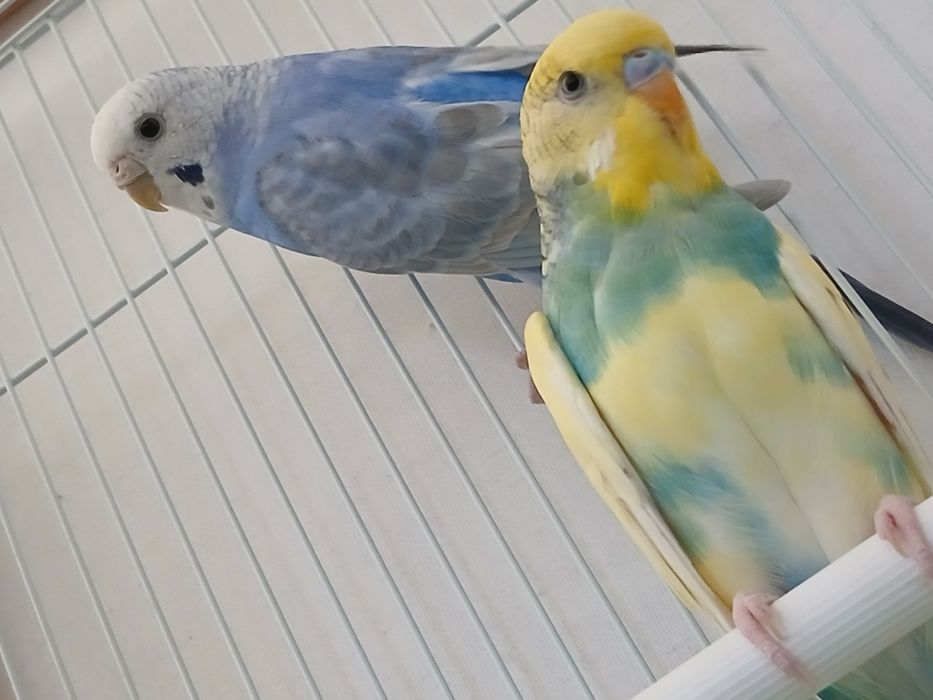 Попугаи радужные