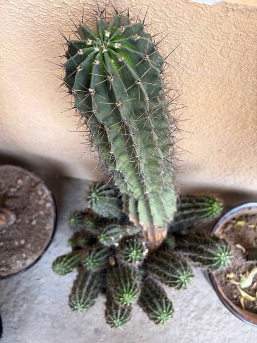 Кактус 4та катта тувакда