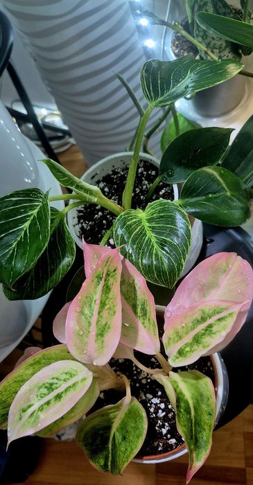 Syngonium, begonia, scindapsus , philodendron, thai, adansonii mint