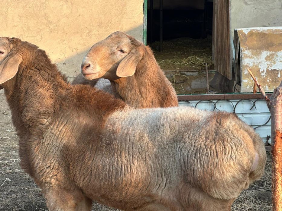 Бараны Арашан Гиссар смесь (самец)