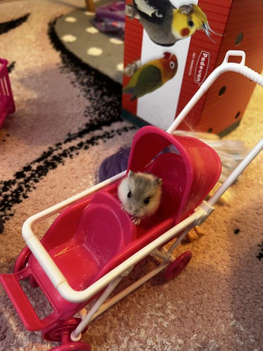 Hamster pitic de vanzare