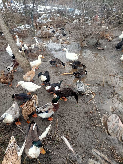 Oua de gasca si rata pentru incubat