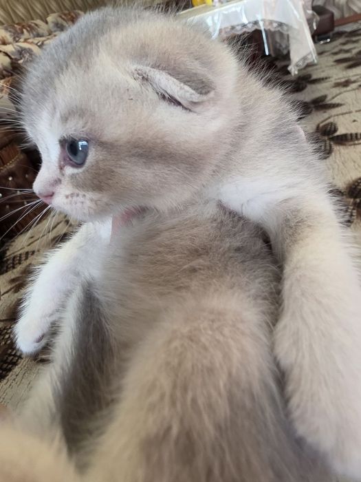 Продаются котята Скоттиш фолд