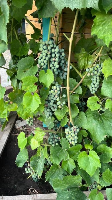 Продам дачный участок