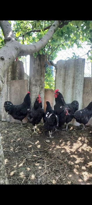 Vând găini  și ouă Jersey Giant