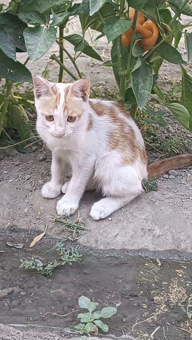 Отдам в хорошие руки