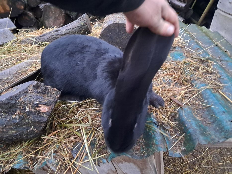 Schimb mascul negru metiș de ug și fluture