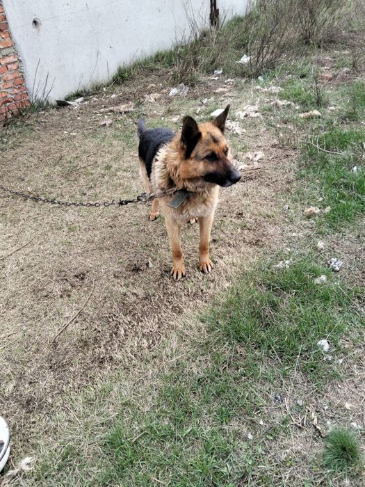 Продам овчарку