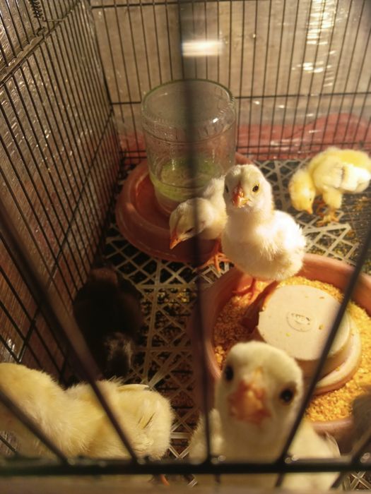 Хурозчалар привазной корея линияси