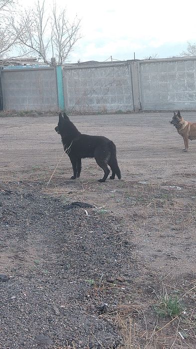 Щенки на продажу