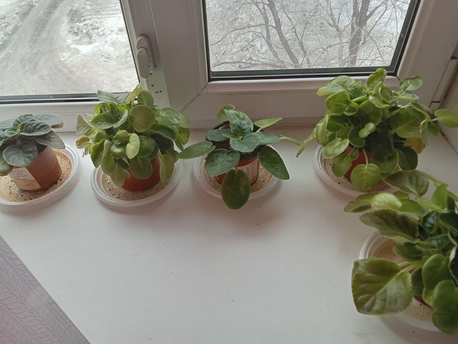 Фиалки комнатные