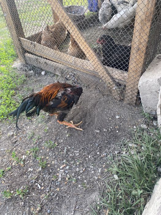 Продам или обмен дакан петуха