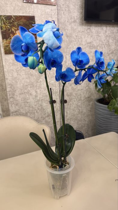 Орхидеи 9 сортов