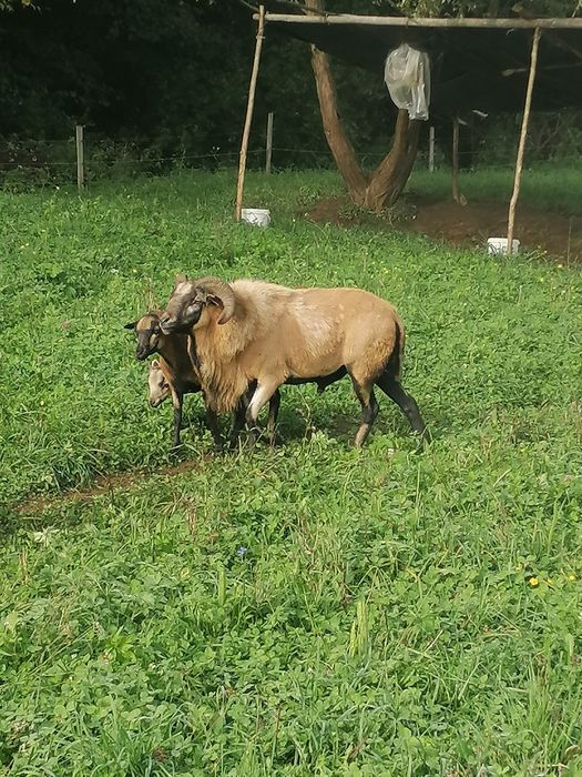 Vând sau schimb doi berbeci de Camerun