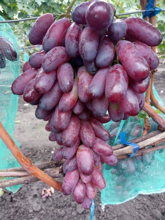 Butași Viță de Vie înrădăcinați la Pepiniera Cătăplant