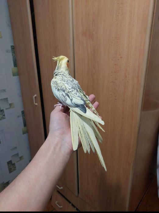 Корелы ручные продам