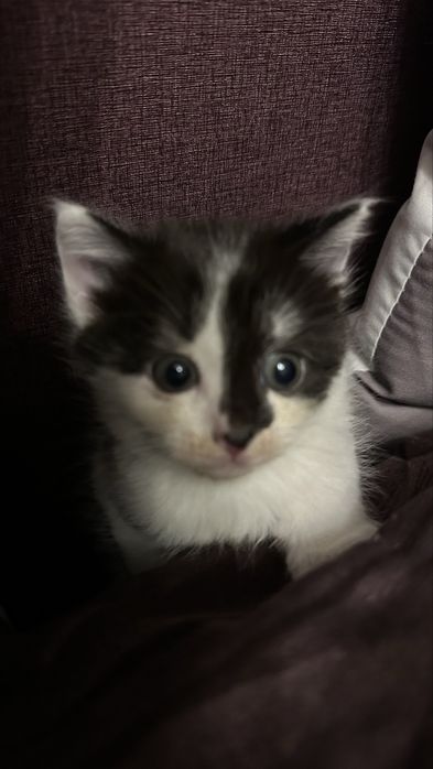 Милая кошечка ищет любящий дом