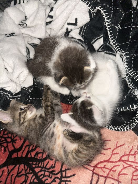 Отдам котят в добрые руки)