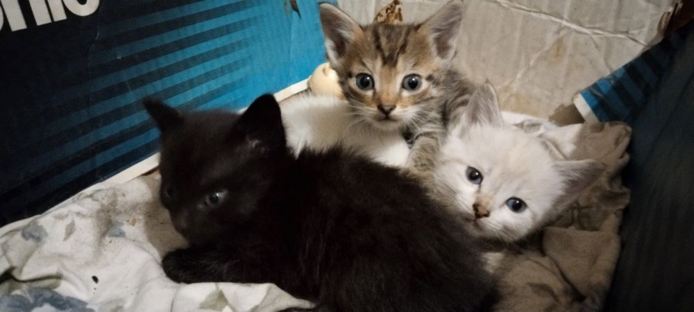 Котята.Отдам даром котят.