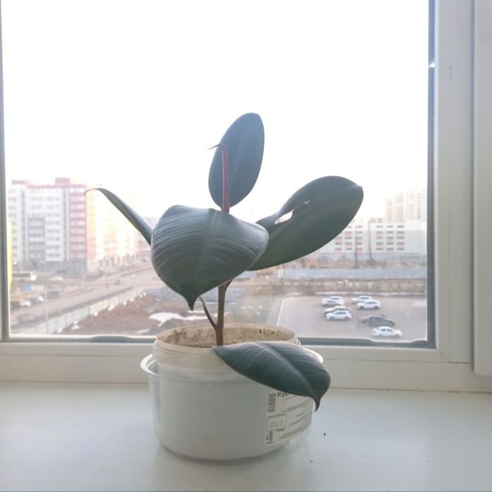 Продается красивый, живой Фикус