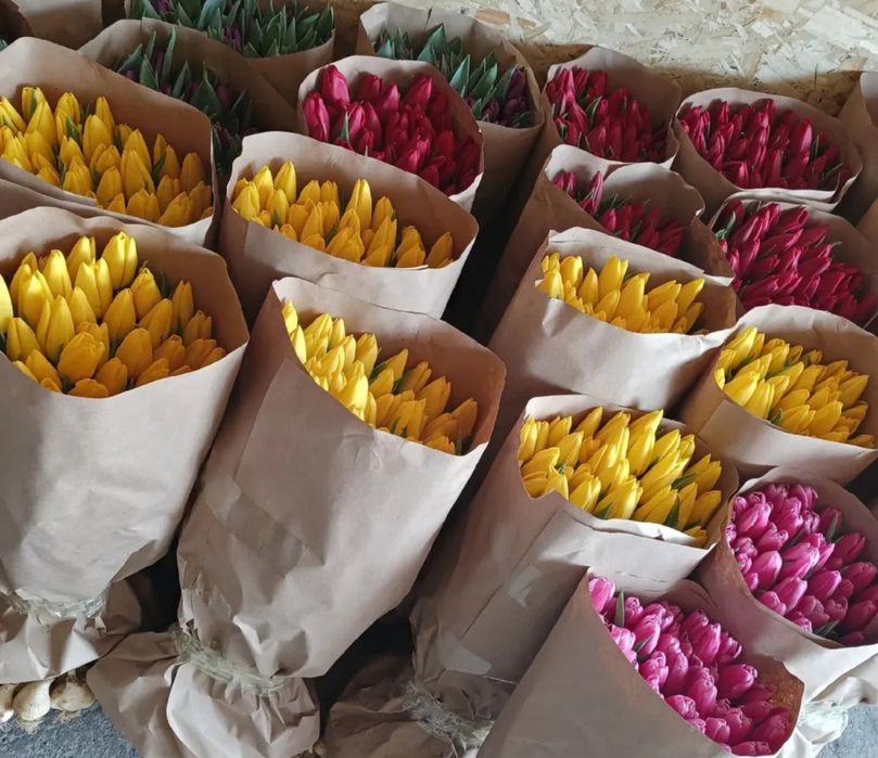 Предзаказ тюльпанов к 8 марта