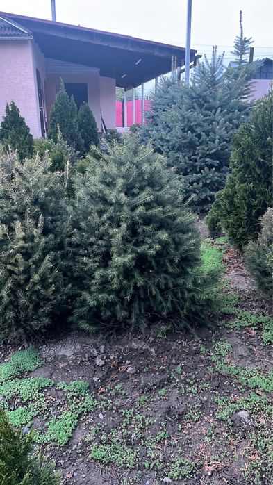 Туя, сосна, ель, можевельник