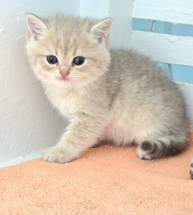 Котята БриТашКи ОчаРоваШки