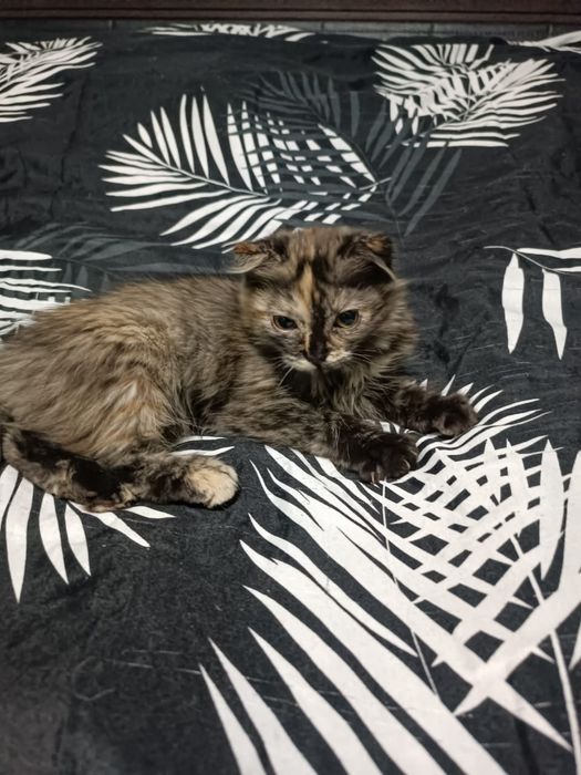 Продаю домашних котят