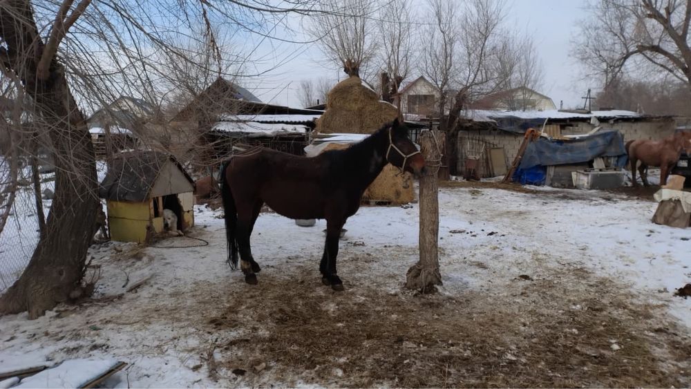 Продам кобылу справную