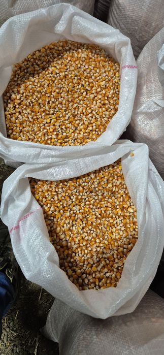 Porumb sticlos panificatie