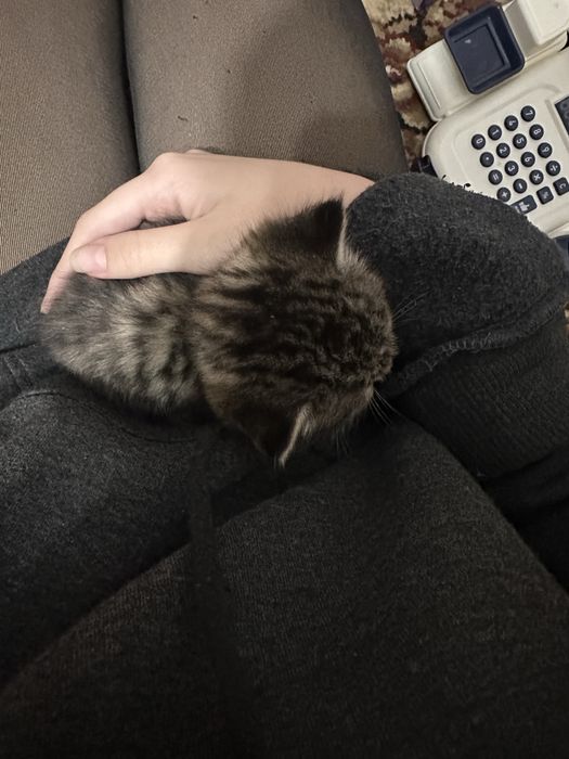 Маленький котик бесплатно