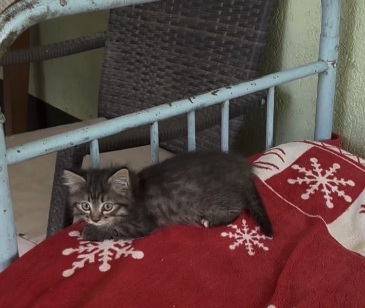 Котята  1,5 месяцев.