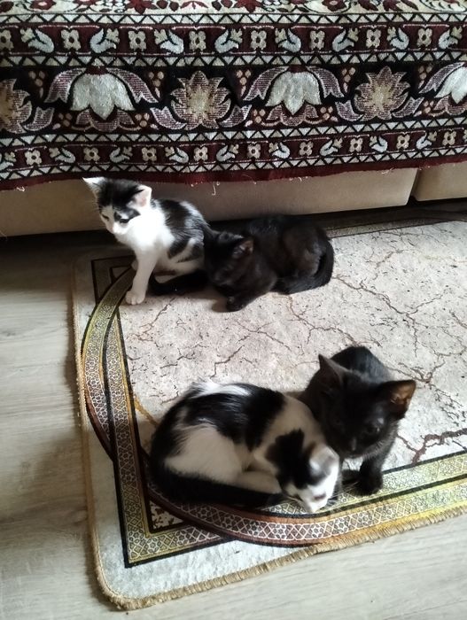 Отдам котят в добрые руки