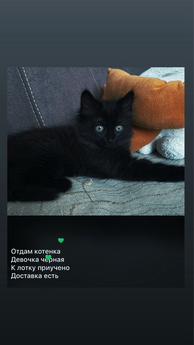 Отдам котенка в добрые руки