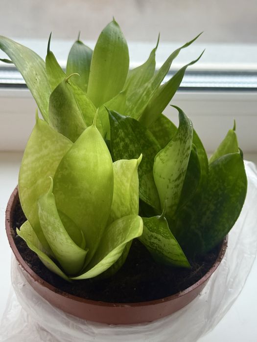 Сансивиерия (щучий хвост)