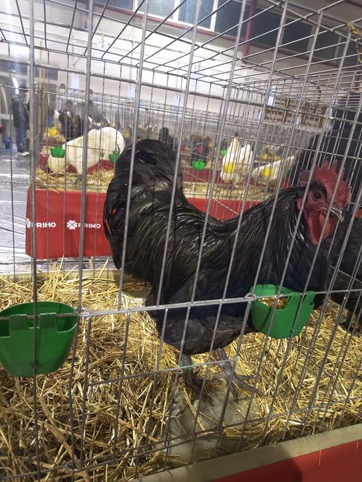 Oua incubat australorp