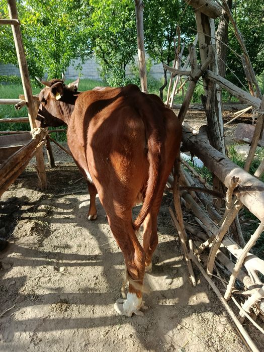 Sigir 2 ta tuqqan yosh semiz  qisir sigir sotiladi