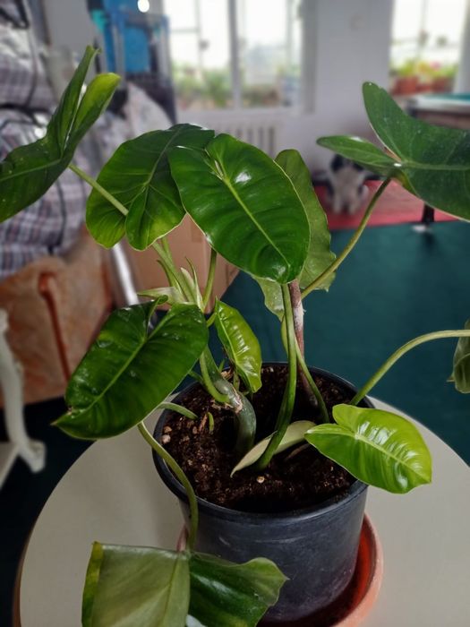 Фил Бурле Макс 2000