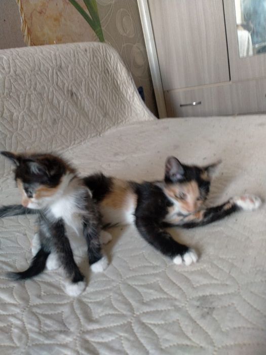 Отдам котят даром